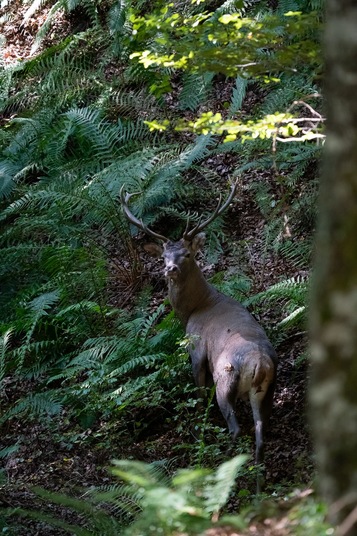 Foto carrusel 1
